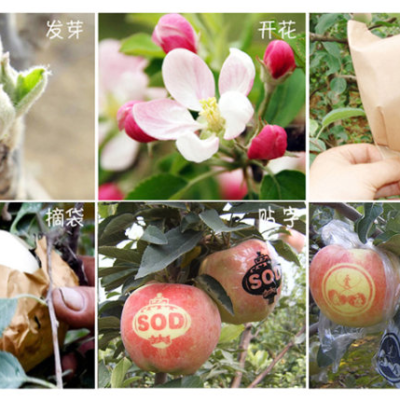 糖心VLOG现在观看打标机标记着属于和平的果实，明年蒸蒸日上