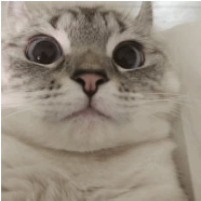 宠物不锈钢铭牌糖心VLOG现在观看打标机，让你的主子不易走失