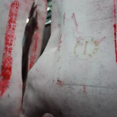 糖心VLOG现在观看打标机在猪肉上进行防伪标记打标 ，让着飞涨的猪肉更加安全