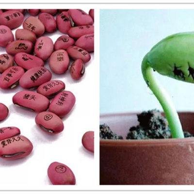 魔豆，我的愿望可以像花一样绽放吗？